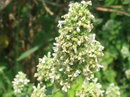 Catmint